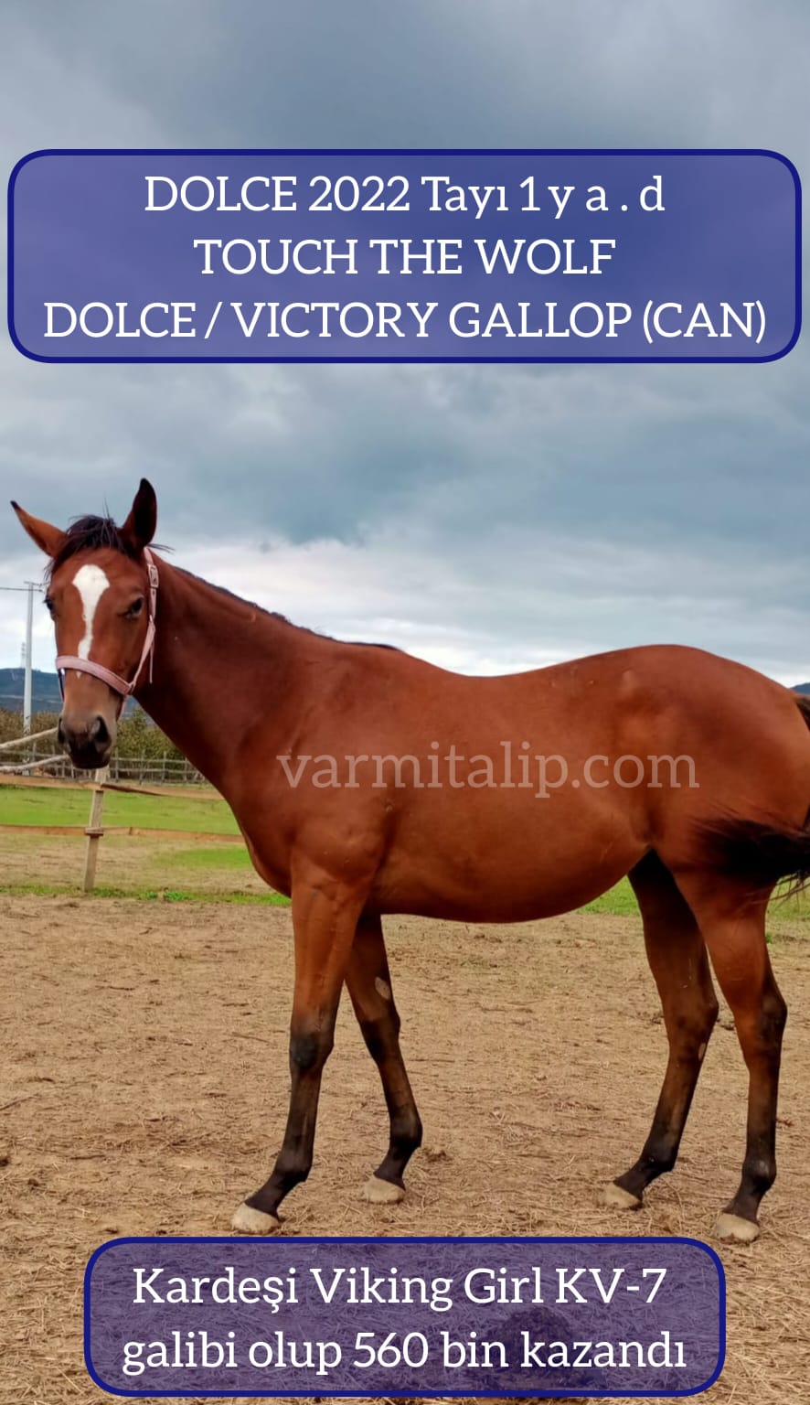1 buçuklu TOUCH THE WOLF DİŞİ TAYI ANNE:DOLCE KISRAK BABASI VICTORY GALLOP